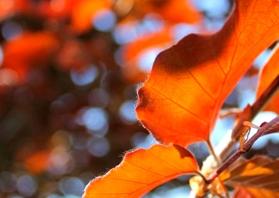 sunny_autumn_by_coloredinside-d5cmhc3.jpg