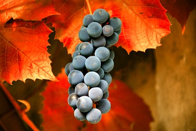 autumn_grapes_by_uppersilesia-d4ctl09.jpg