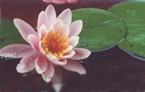 Water lily.jpg