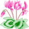 cyclamen.gif